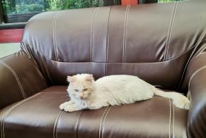 Discovery alert Cat Male Le Bignon France