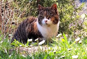 Discovery alert Cat Unknown , 4 years Leytron Switzerland