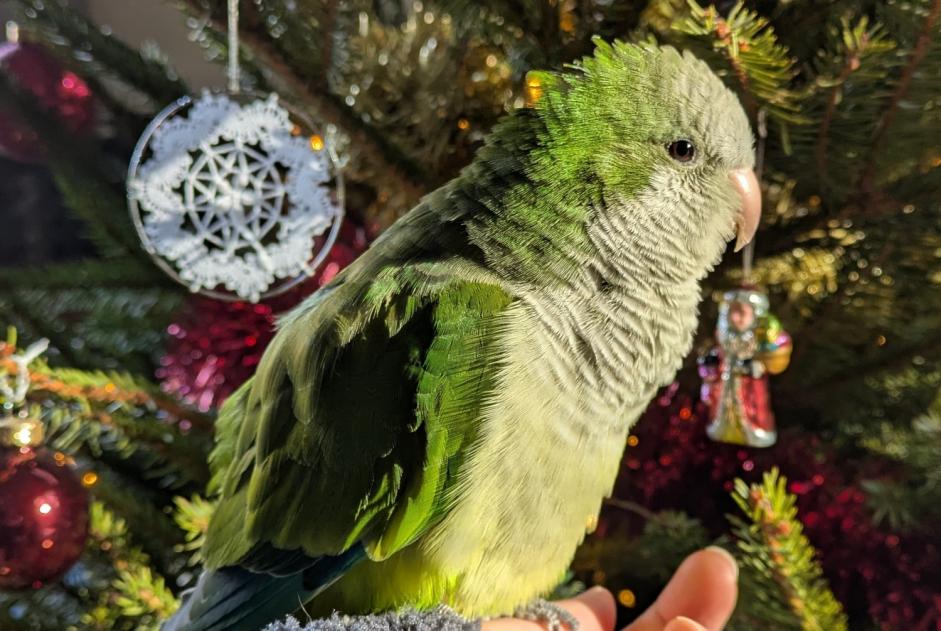 Disappearance alert Bird Male , 2025 years Moissac France