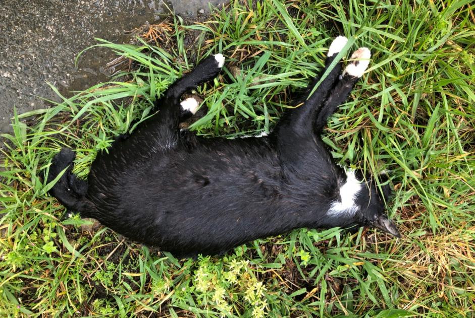 Discovery alert Cat  Unknown , 2 years Itxassou France