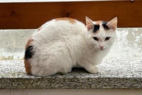 Discovery alert Cat Female Collombey-Muraz Switzerland