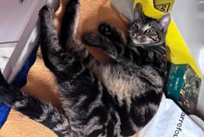 Discovery alert Cat Male Bagneux France