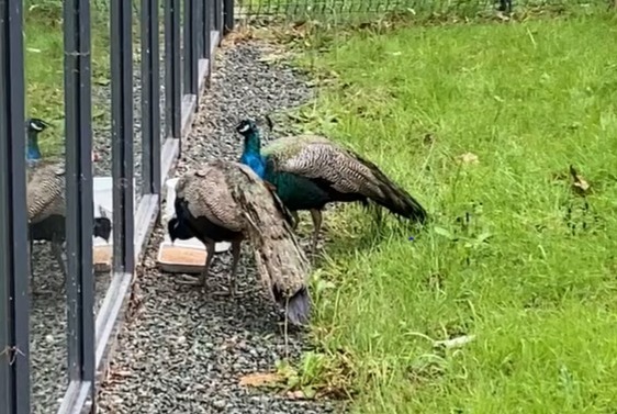 Discovery alert Bird Male La Roche-sur-Yon France
