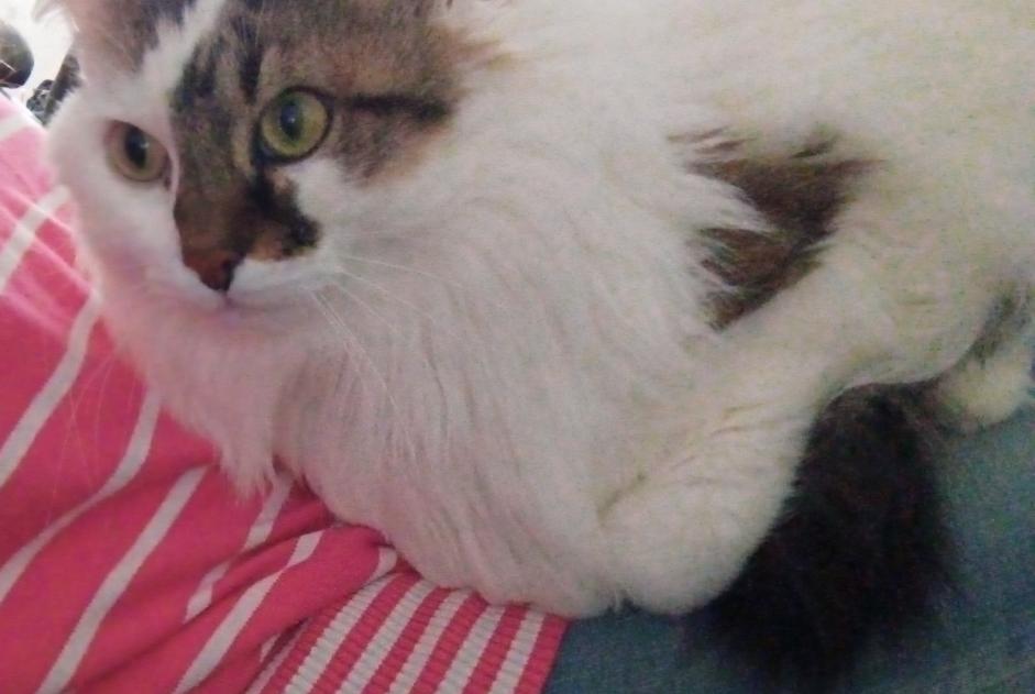 Disappearance alert Cat miscegenation Female , 14 years Busy France