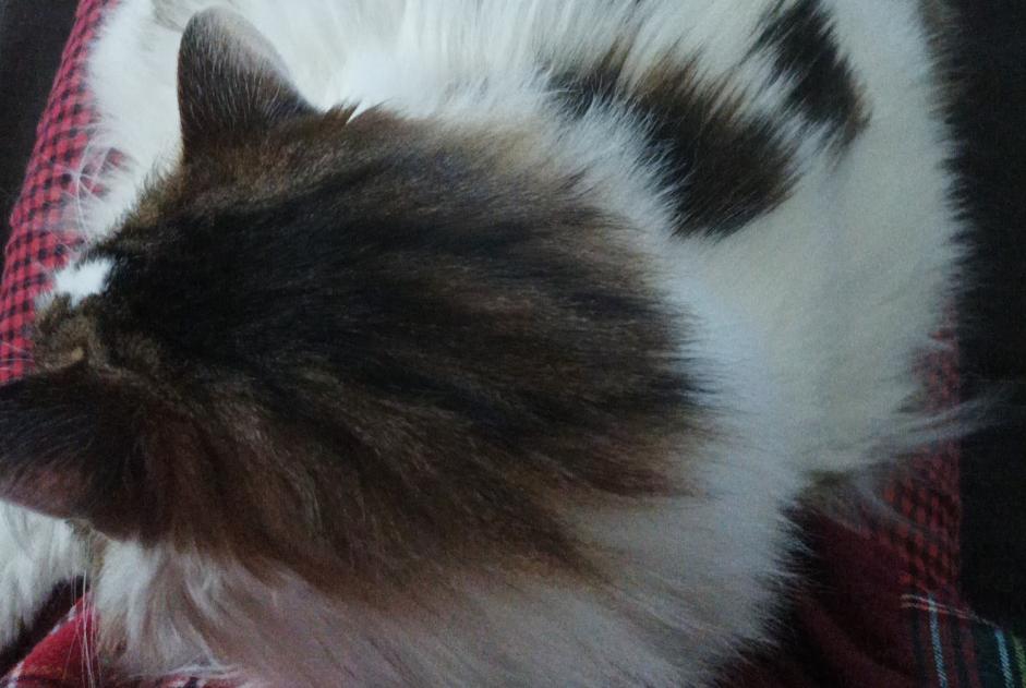 Disappearance alert Cat miscegenation Female , 14 years Busy France