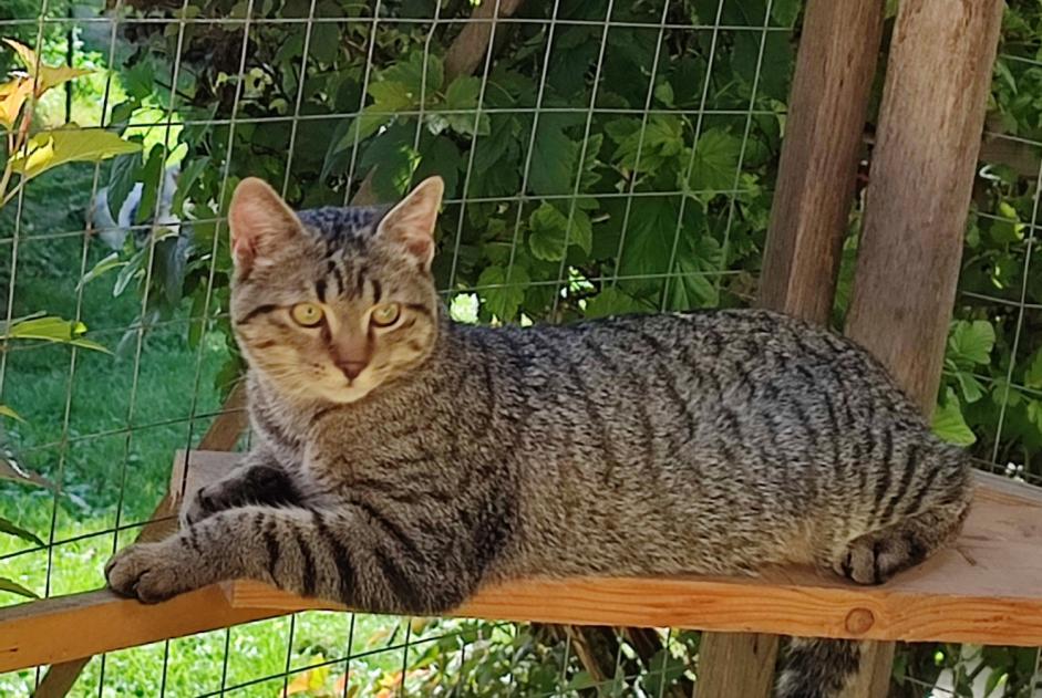 Disappearance alert Cat miscegenation Male , 1 years Saint-Jean-Kourtzerode France