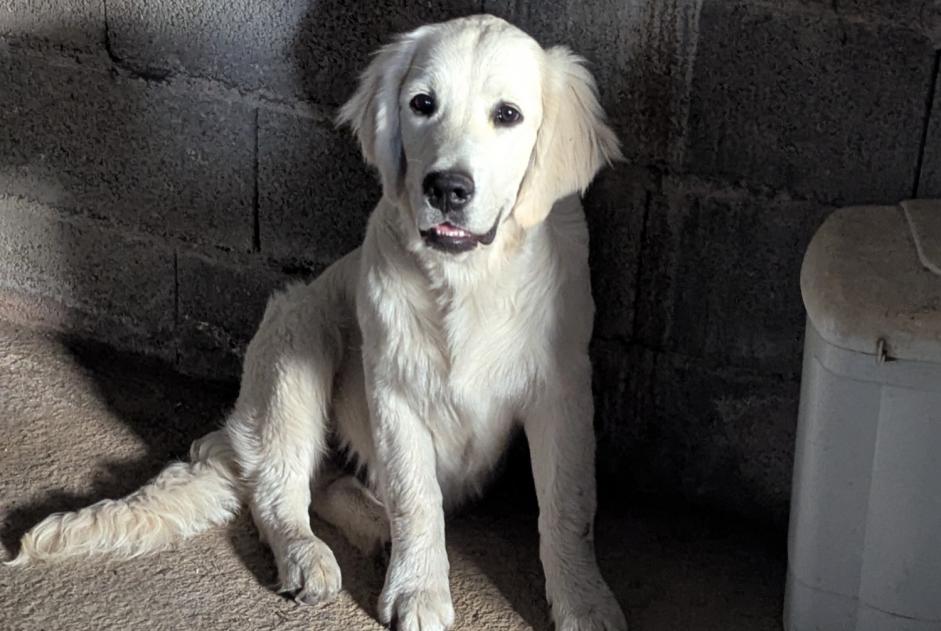 Discovery alert Dog  Male Saint-Mars-la-Réorthe France