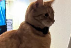 Disappearance alert Cat miscegenation Male , 3 years Lausanne Switzerland
