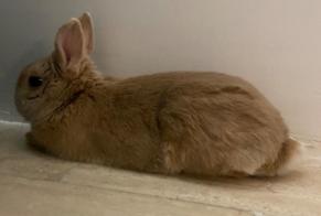 Discovery alert Rabbit Unknown Mantes-la-Ville France