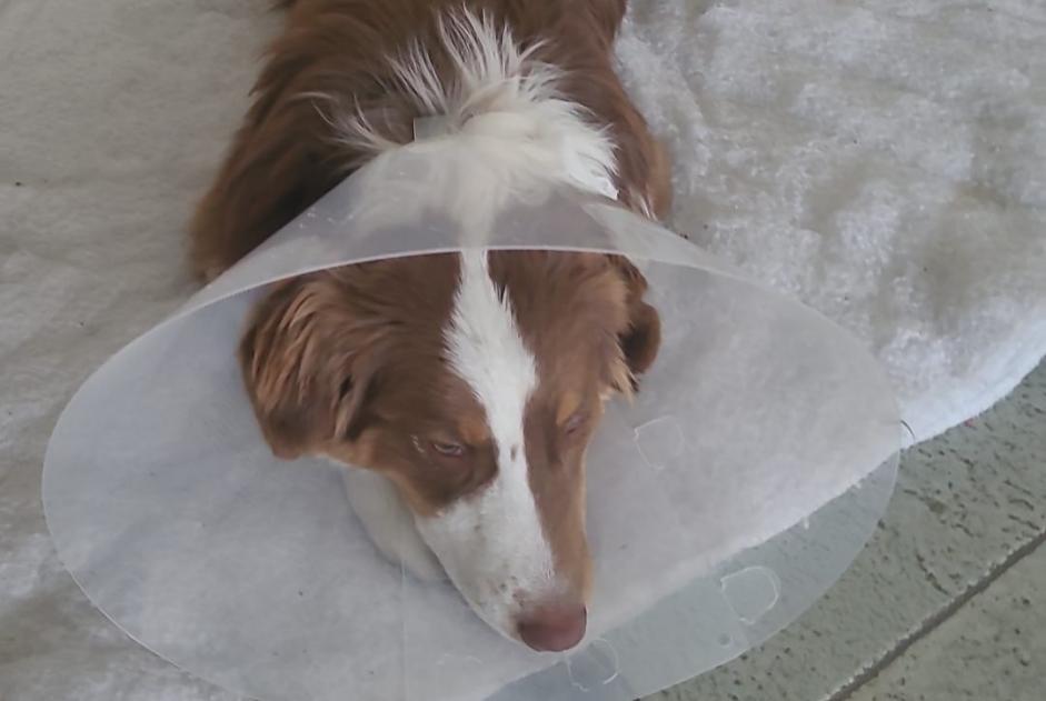 Disappearance alert Dog  Male , 3 years Sion Switzerland