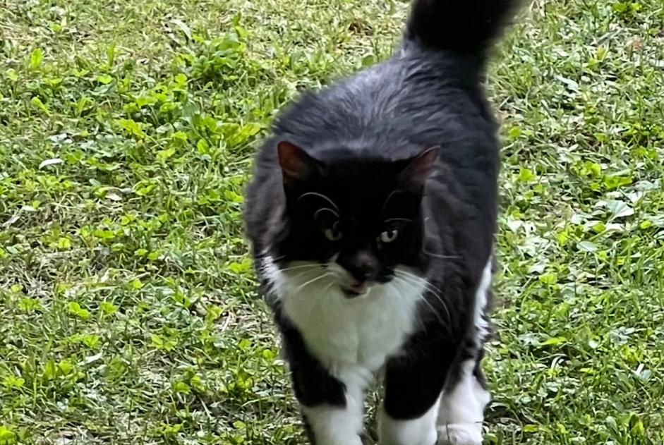 Disappearance alert Cat Female , 12 years Neuvecelle France