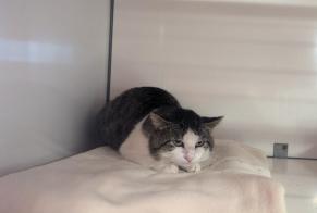 Discovery alert Cat Male Visseiche France