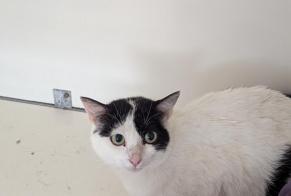 Discovery alert Cat Female Vitré France