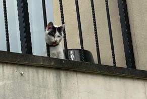 Discovery alert Cat Unknown Savigny-sur-Orge France