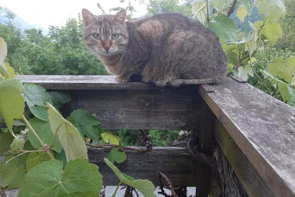 Discovery alert Cat Female Martigny-Combe Switzerland
