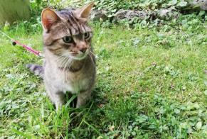 Disappearance alert Cat  Male , 8 years La Ravoire France