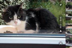 Discovery alert Cat Unknown Cahors France