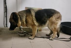 Discovery alert Dog  Female Habarcq France