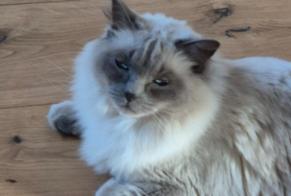 Disappearance alert Cat  Male , 3 years Hédouville France