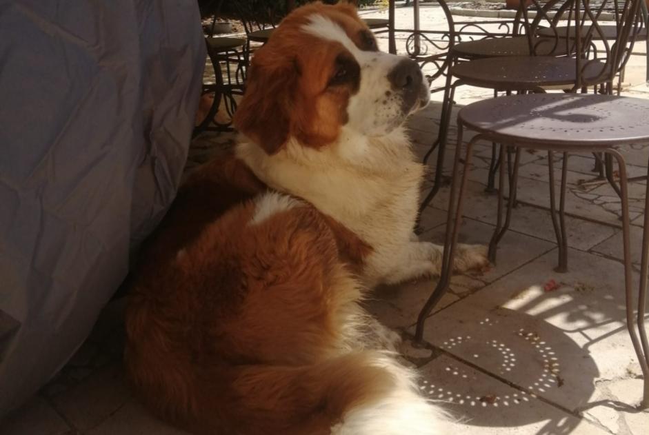 Disappearance alert Dog  Female , 2 years Poncins France