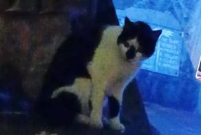 Discovery alert Cat Unknown , 3 years Gap France