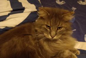 Disappearance alert Cat miscegenation Male , 11 years Hermanville-sur-Mer France
