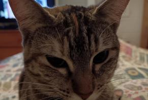 Disappearance alert Cat Female , 1 years Bayonne France