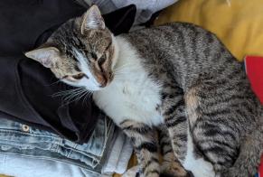 Disappearance alert Cat miscegenation Female , 1 years Bordeaux France