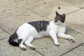 Disappearance alert Cat miscegenation Male , 7 years Suresnes France