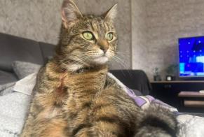 Disappearance alert Cat miscegenation Female , 4 years Mazingarbe France