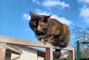 Disappearance alert Cat Female , 4 years Saint-Pierre-de-Clairac France