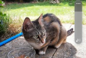Discovery alert Cat Female , 1 year Dourdan France