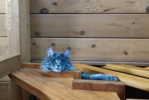 Disappearance alert Cat  Male , 3 years Pertuis France