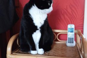 Disappearance alert Cat  Female , 9 yeahr Cherbourg-en-Cotentin France