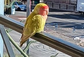 Alerta de Hallazgo Pájaro Desconocido Cannes Francia