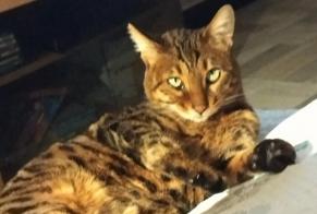 Alerta de Desaparición Gato  Hembra , 5 años Villefranche-sur-Saône Francia