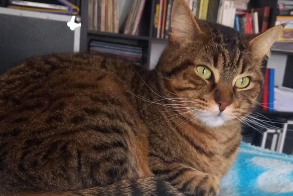 Alerta de Desaparición Gato  Macho , 5 años Hasparren Francia