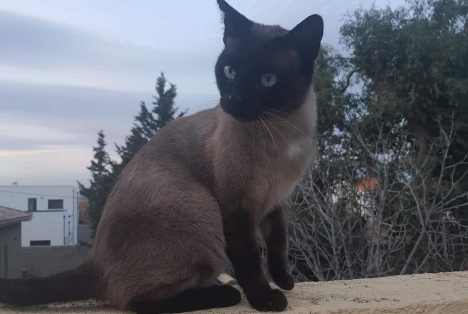 Alerta de Desaparición Gato  Macho , 6 años Perpignan Francia