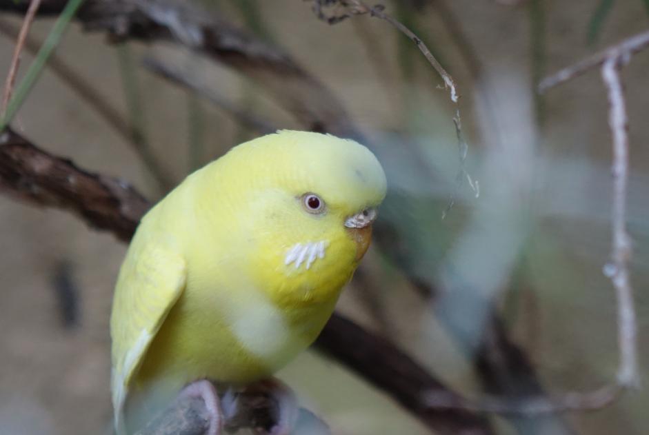 Alerta de Hallazgo Pájaro Hembra La Tour-sur-Orb Francia