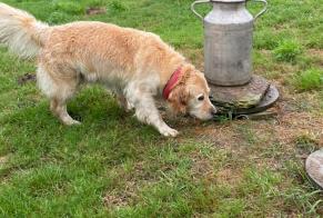 Alerta de Hallazgo Perro  Hembra Chouain Francia