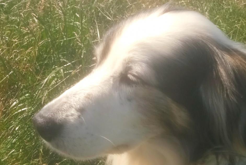 Alerta de Desaparición Perro cruce Hembra , 12 años Bourdeilles Francia