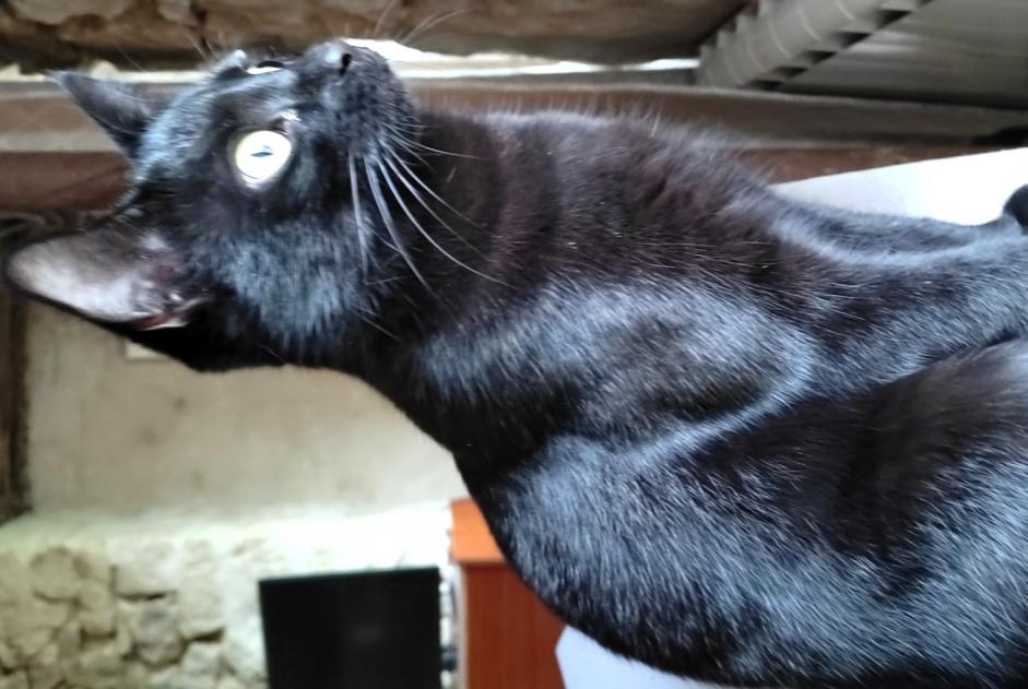 Alerta de Desaparición Gato Hembra , 2 años Luzay Francia