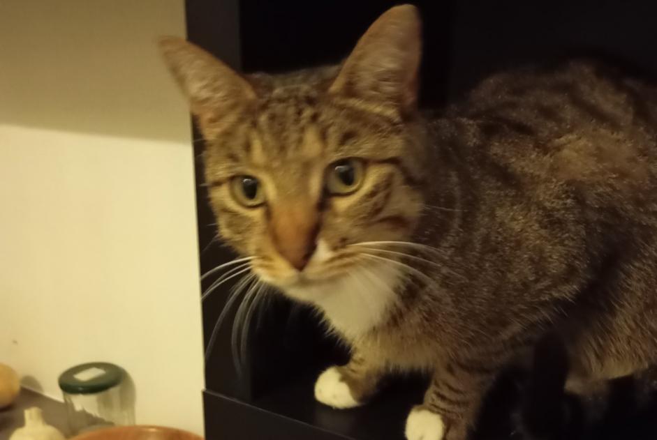 Alerta de Desaparición Gato  Macho , 4 años Mulhouse Francia