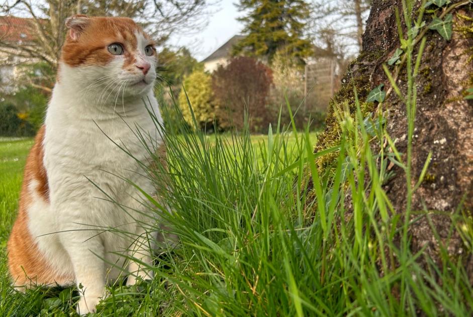 Alerta de Desaparición Gato  Macho , 6 años Cressensac-Sarrazac Francia