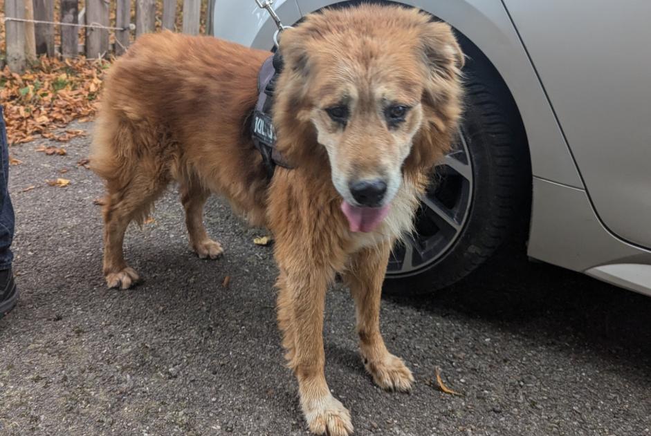 Alerta de Hallazgo Perro Macho Vinzier Francia