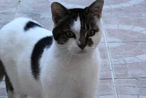 Alerta de Hallazgo Gato  Macho Saint-Quentin Francia