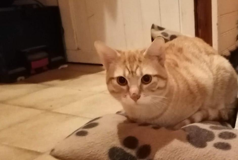 Alerta de Desaparición Gato Macho , 2 años Annonay Francia