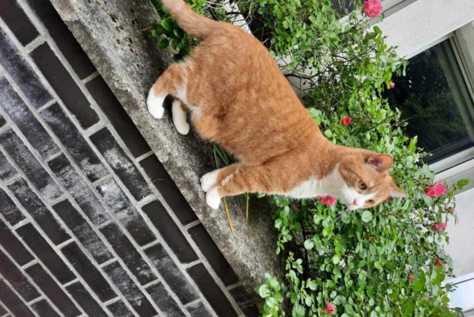 Alerta de Desaparición Gato  Macho , 4 años Lille Francia