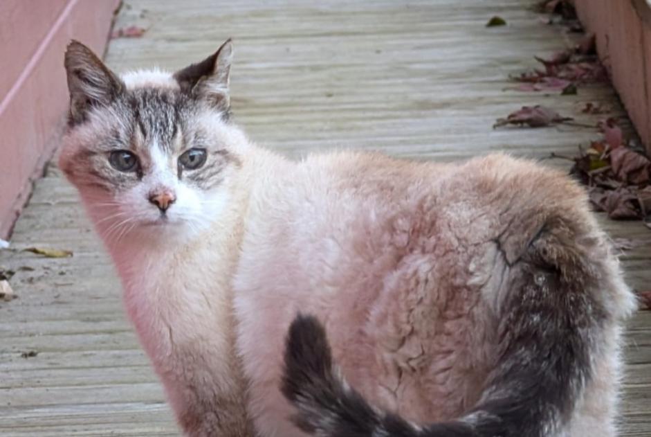 Alerta de Hallazgo Gato Macho Saint-Germain-des-Essourts Francia