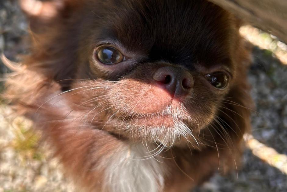 Alerta de Desaparición Perro cruce Macho , 1 años Villiers-sur-Marne Francia